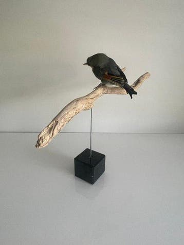 Japanse nachtegaal Taxidermie volledige montage - Leiothrix, Verzamelen, Dierenverzamelingen, Nieuw