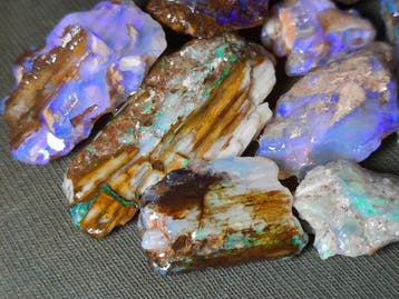 67,5 ct - « RARE » Lot de fossile de bois opale naturelle -