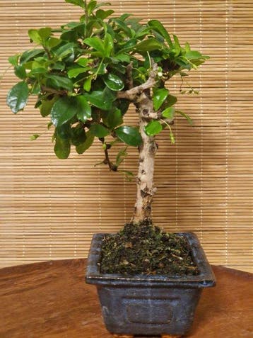 Fukien theeboom bonsai (Carmona retusa) - Hoogte (boom): 17