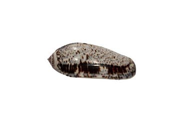 Escargot olive géant : Oliva incrassata (73 mm) – Pièce de, Collections