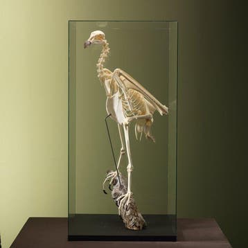 Andescondor Taxidermie volledige montage - Vultur gryphus -, Nieuw