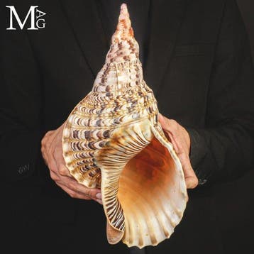 Massieve reus Tritons trompetschelp Uitzonderlijk XX-Large