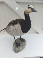 Canadese gans Taxidermie volledige montage - Branta, Nieuw