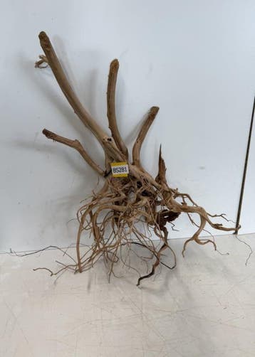 Boutique Stump Selected BS281 - 80x50x32cm (Natuurlijk hout), Ophalen of Verzenden, Plant(en), Steen of Hout