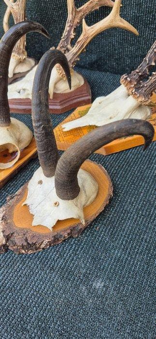 Ree en chamois Taxidermie wandmontage - Capreolus capreolus