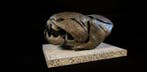 Dunkleosteus Taxidermie replica montage - REPLICA