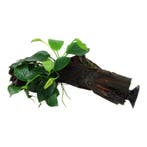 Anubias barteri var. nana op kienhout (met zuignap), Dieren en Toebehoren, Vissen | Aquaria en Toebehoren, Verzenden, Nieuw