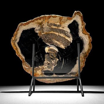 Magnifique tranche de bois pétrifié sur un socle