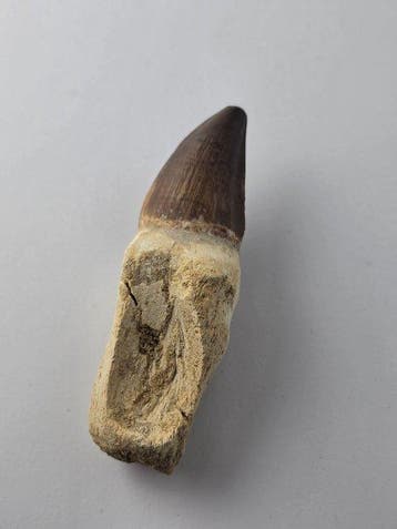 Mosasaurus - Fossiele tand - 10 cm (Zonder minimumprijs)
