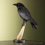 Kraai Taxidermie Opgezette Dieren By Max, Ophalen of Verzenden, Nieuw, Vogel, Opgezet dier