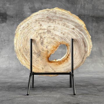 Magnifique tranche de bois pétrifié sur un socle