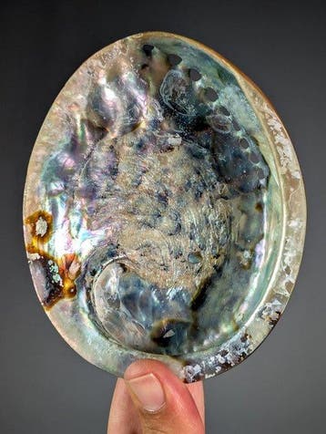 Bel ormeau nacré poli Coquillage marin - Haliotis midae, Collections