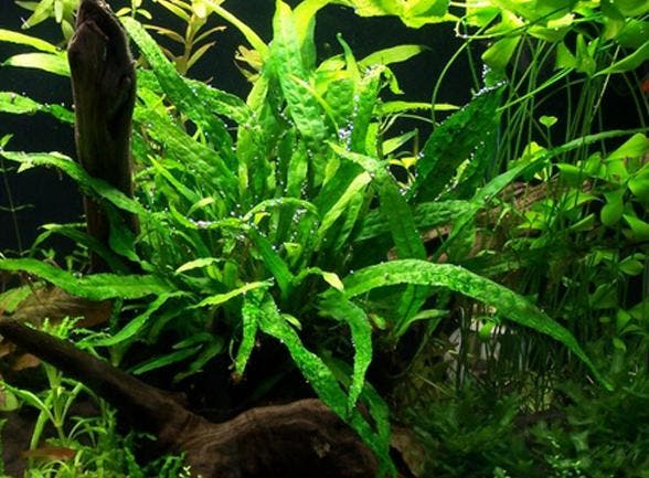 Micrososorum pteropus Petit - In Vitro, Dieren en Toebehoren, Vissen | Aquaria en Toebehoren, Nieuw, Verzenden