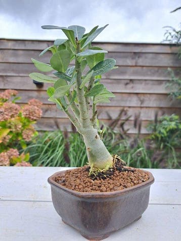 Woestijnroos bonsai (Adenium obesum) - Hoogte (boom): 20 cm
