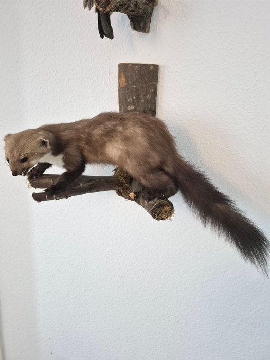 Jachttrofee, Antiek en Kunst, Curiosa en Brocante