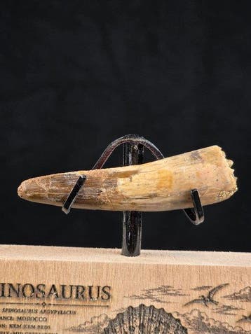 Spinosaurus - Fossiele tand - Spinosaur Aegyptiacus (Zonder
