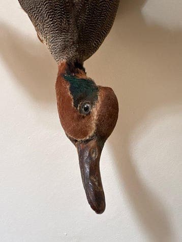 wintertaling Taxidermie volledige montage - Anas crecca - 38, Verzamelen, Dierenverzamelingen, Nieuw