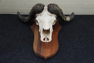 buffle du Cap Crâne - Syncerus caffer - 34 cm - 83 cm - 73, Collections, Collections Animaux