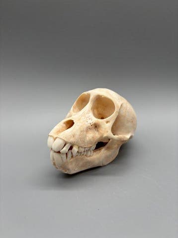 Aap Schedel - Papio Ursinus - 8 cm - 8 cm - 13 cm- CITES