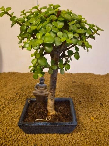 Jade bonsai (Crassula/Portulacaria) - Hoogte (boom): 26 cm -