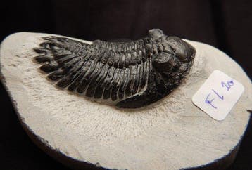 Fossiles - Squelette fossile - Hollardops mescoristata - 6.5