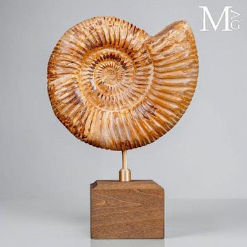 Perisphinctes - Jurassische elegantie op een houten sokkel