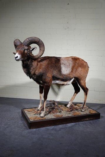Large Mouflon head-mount Taxidermie wandmontage - Ovis a.