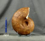 Ammonite fine avec de jolies couleurs - Deux côtés nettoyés, Verzamelen