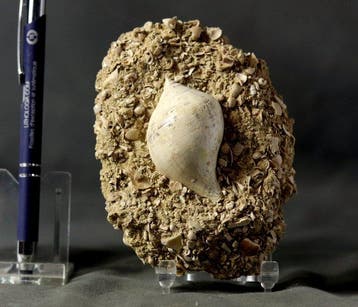 Uitzonderlijke fossiele schelp - op originele matrix -