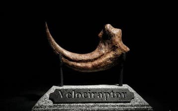Raptor Monture pour réplique taxidermique - Raptor Anatomy