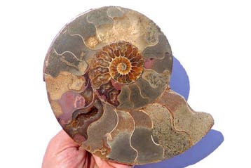 Ammonite - Carapace fossilisée - Cleoniceras sp. - 17.5 cm -