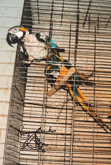 panamarenko - Zonder titel - Années 1990, Antiek en Kunst