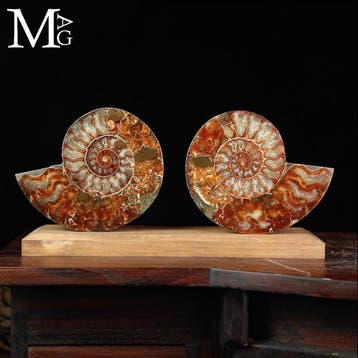 Elegantie uit de prehistorie: Cleoniceras Sezionata —