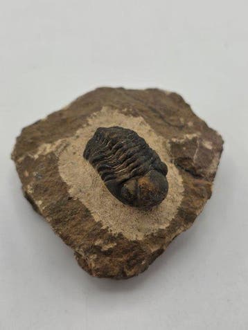 Trilobiet - Gefossiliseerd dier - Reedops Cephalotes - 6 cm
