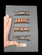 Verzameling van 4 neuspiercings van de Asmat - botten bipane