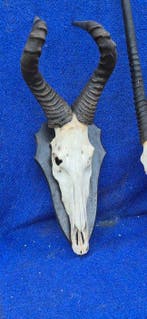 Swaynes hartebeest - Oryx Taxidermie wandmontage -, Verzamelen, Nieuw