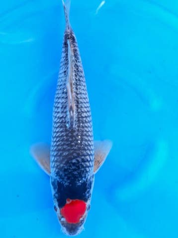 HQ Tacho Goshiki van Ozumi Ikarashi 36cm (Japanse Koi), Ophalen of Verzenden, Nieuw