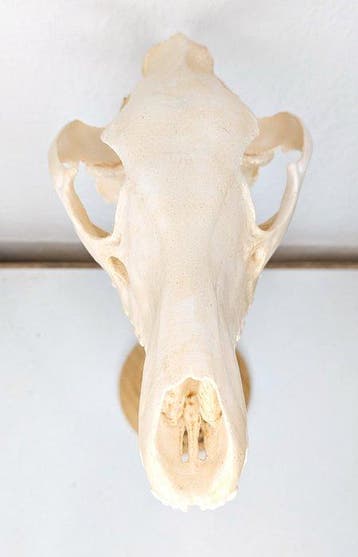 Thylacine Crâne - (Thylacinus cynocephalus) - Museum Grade, Antiek en Kunst, Curiosa en Brocante