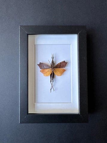 Sauterelle Support de corps entier pour taxidermie -