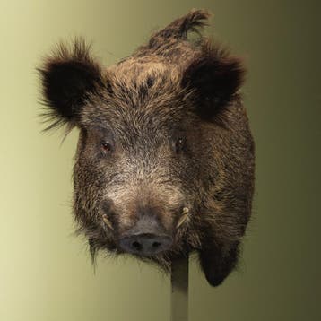 Wild Zwijn Groot Offset Taxidermie Opgezette Dieren By Max, Ophalen of Verzenden, Nieuw, Wild dier, Opgezet dier
