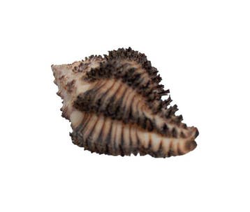 Hexaplex stainforthi 45mm GEM avec opercule | Murex de, Nieuw