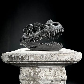 Geen reserveprijs - Een replica van een dinosaurus-schedel -