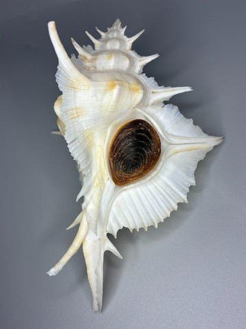 Verzamelaarsslak Zeeschelp - F+++ Siratus alabaster (Zonder