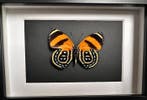 Papillon Support de corps entier pour taxidermie - Callicore