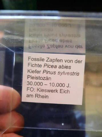 Fossiele kegels, dennen & spar - Gefossiliseerde plant
