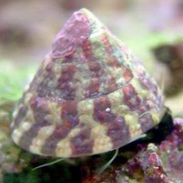 Trochus Histrio slak, Dieren en Toebehoren, Vissen | Aquariumvissen