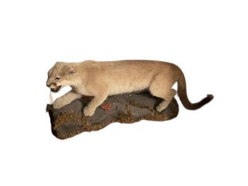 Poema Taxidermie volledige montage - PUMA CONCOLOR - with, Verzamelen, Nieuw