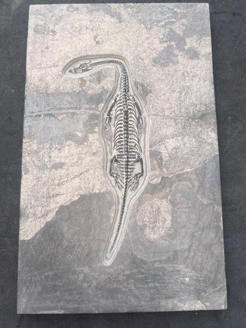 Reptile marin - Animal fossilisé - Fossile de Keichousaurus