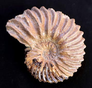 Ammoniet van Troyes - Gefossiliseerde schelp - Hoplites, Verzamelen, Mineralen en Fossielen