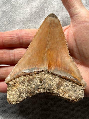 Megalodon-tand 10,8 cm - Fossiele tand - Carcharocles